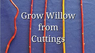 Grow WIllow from Cuttings dogwood too [upl. by Enylhsa]