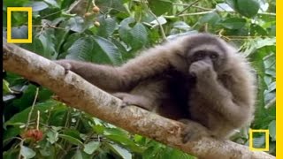 The Swinging Gibbon  National Geographic [upl. by Braca]