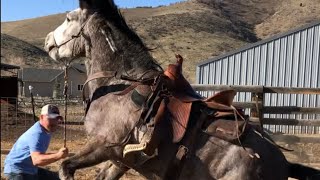 Wild Mustang From Bidding To 1st Ride  Challis Idaho BLM Horse Herd [upl. by Woodman]