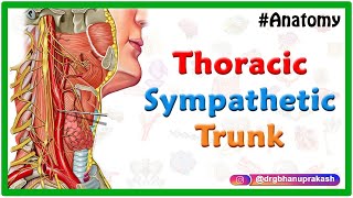 Thoracic sympathetic trunk  Animated Gross anatomy [upl. by Gussi473]