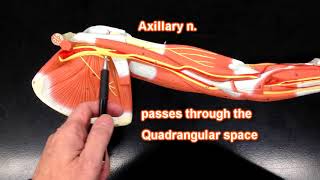 Nerves of the Upper Extremity [upl. by Pollack29]