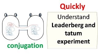 Lederberg and Tatum experiment [upl. by Dibri]