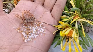 How to collect and save gazania seeds [upl. by Iatnwahs]