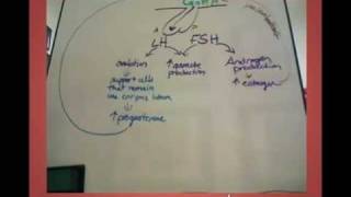 LH and FSH effects in the female [upl. by Gretna]