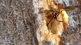 Giant Ichneumon Wasp [upl. by Ahtebbat]