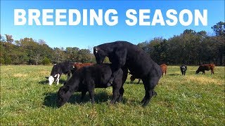 BULL TRIES TO BREED 40 HEIFERS [upl. by Nebuer]