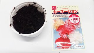 【ダイソー種】カーネーションの発芽を観察する  Germination of Carnation Time Lapse [upl. by Nimrac744]