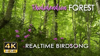 4K HDR Rhododendron Forest  REALTIME Birdsong  8 Hours NO LOOP Bird Sounds  Relaxing Nature Video [upl. by Alleunam]