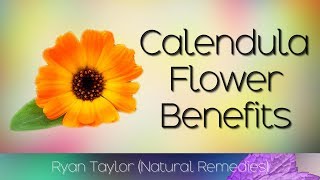 Calendula Flower Benefits amp Uses [upl. by Accever425]