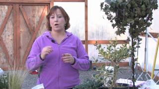 Gardening Tips  How to Prune Oleander [upl. by Alisen]