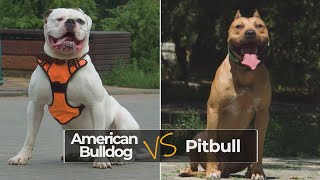 American Bulldog vs Pitbull  Full Comparison [upl. by Zingg]