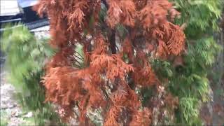 Arborvitae damage [upl. by Hodgkinson]