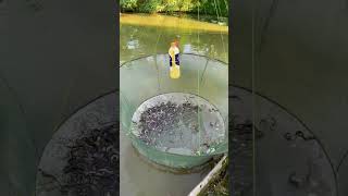 幸福的抬网捕捉泥鳅方法Happy method of raising the net to catch loaches fishing 農村生活 fish outdoors 户外捕鱼 [upl. by Corron491]