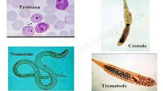 Introduction to Medical Parasitology lecture [upl. by Ahteres]