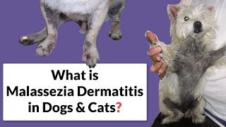 Malassezia Dermatitis in Dogs amp Cats Symptoms amp Treatment [upl. by Ingalls]