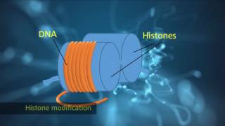 Histone Modification [upl. by Gniw]