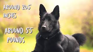 Facts about Norwegian elkhound and Labrador retrievers [upl. by Dart]