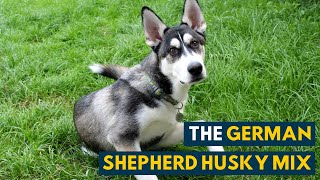 German Shepherd Husky Mix A Pet Parents Guide to The Gerberian Shepsky [upl. by Ilram212]