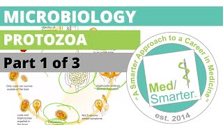 Protozoa  Microbiology  USMLE STEP 1  Part 1 of 3 [upl. by Buroker153]