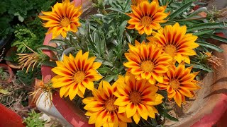 How to Collect Seeds of Gazania Plant for Next Season  Fun Gardening [upl. by Ghiselin]