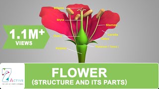 Parts of a Flower Diagram and Functions [upl. by Cordalia]