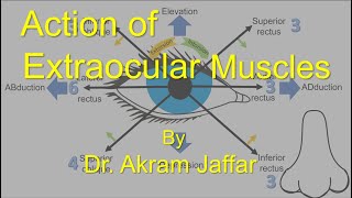 Action of Extraocular Muscles [upl. by Hubble]