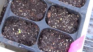 How To Start Gazania Flowers From Seed Seedlings Update [upl. by Yrtnahc293]