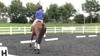 Riding with a balanced position in walk trot and canter [upl. by Yerd205]