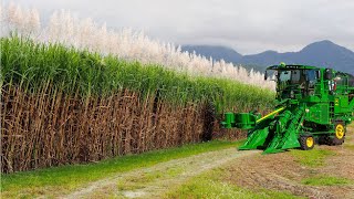 SugarCane Growing and Harvest  Sugar Mill Processing Line  Modern Machine Harvest [upl. by Kotz]