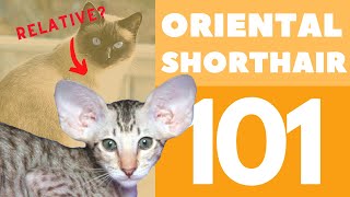 The Oriental Shorthair Cat 101  Breed amp Personality [upl. by Ylrevaw]