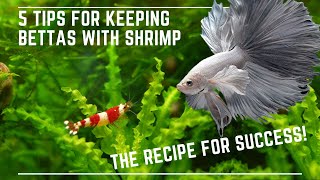 5 Tips to Keep Bettas with Shrimp Successfully [upl. by Amahs]