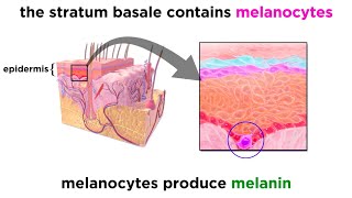 The Integumentary System [upl. by Neehs]