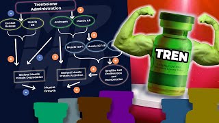 Why Trenbolone Works Better Than Other Anabolics In A Calorie Deficit  Science Explained [upl. by Aenil817]