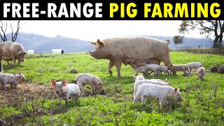 Free range PIG FARMING  Organic Pork Farm [upl. by Kee]