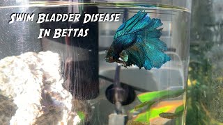 How to Heal Swim Bladder Disease in Bettas [upl. by Gnad426]