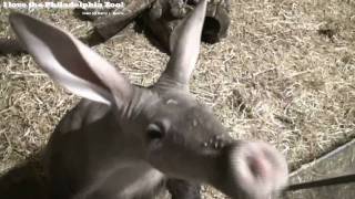 Philadelphia Zoo Aardvark Sniffing and Sniffing [upl. by Nillor]