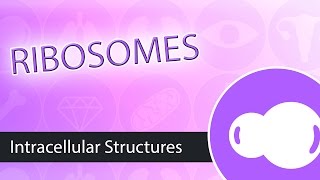 Intracellular Structures Ribosomes [upl. by Ecela910]