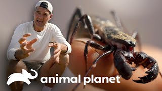 3 Animales exóticos del mundo  Wild Frank  Animal Planet [upl. by Thema820]