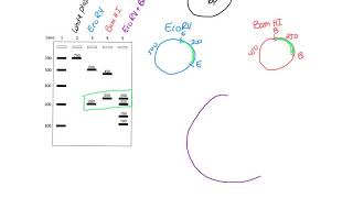 Restriction Mapping [upl. by Suoiradal]