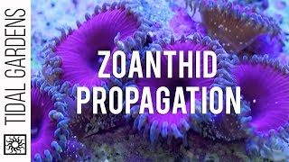 Zoanthid and Palythoa Coral Propagation [upl. by Herwick]