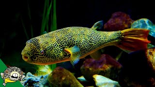 THE LARGEST FRESHWATER PUFFER Tetraodon Mbu Puffer Fish Profile [upl. by Nnylyma32]