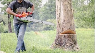 Cómo Cortar Un Árbol Con Motosierra [upl. by Naujuj352]