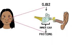 Genetics of hearing loss [upl. by Adhamh126]