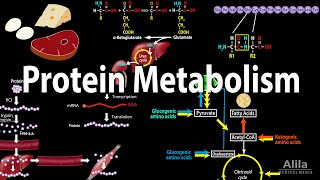 Protein Metabolism Overview Animation [upl. by Malvia]