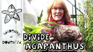 Dividing Agapanthus amp Tips for Flowering Stubborn Ones [upl. by Bahe]