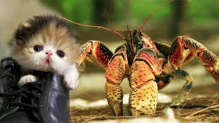 Massive KittenEating Coconut Crab  Absurd Creatures [upl. by Widera667]