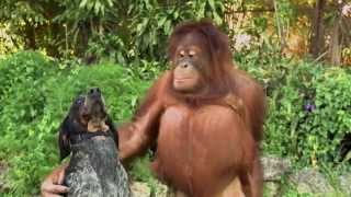 Unlikely Animal Friends Friends Furever Commercial  Google Android [upl. by Nangem]