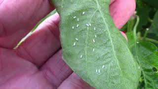 How I Treat Whiteflies In The Garden  What I Use and How Often [upl. by Fiester]