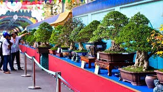 Bonsai Exhibition Vietnam 15th ASPAC  Asia Pacific Bonsai And Suiseki Bonsai Exhibition Part 1 [upl. by Pooh82]