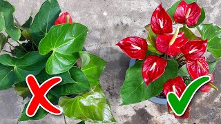 Anthurium Flowering Tips  Learn Gardening [upl. by Airahcaz447]